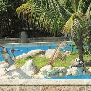 brown pelican acuario nacional
