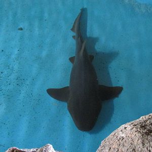 nurse shark acuario nacional