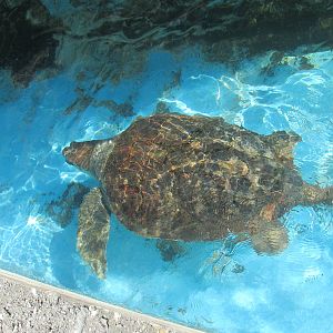 loggerhead turtle male acuario nacional