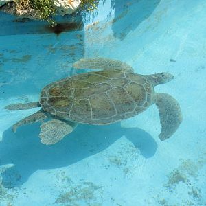 green sea turtle acuario nacional