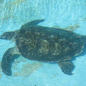 hawksbill sea turtle acuario nacional