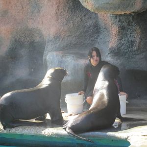 patagonian sea lions acuario nacional