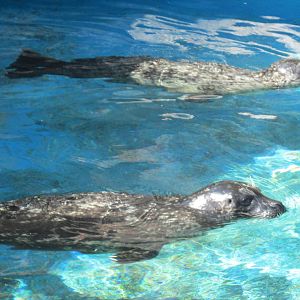 harbor seals acuario nacional