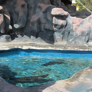 harbor seals acuario nacional