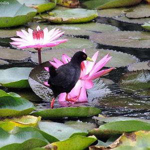 Black Crake with Lotus Flower
