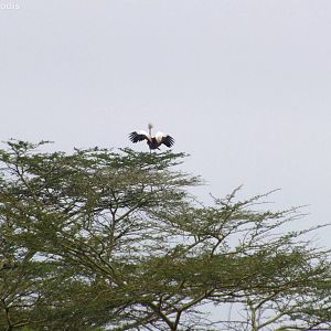 Grey Crowned Crane on Tree
