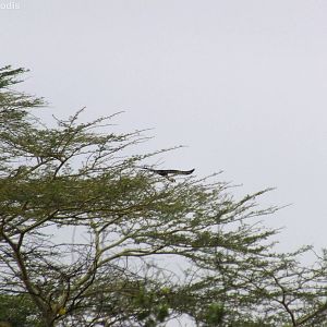 Grey Crowned Crane Taking Off
