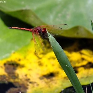 Red Dragonfly