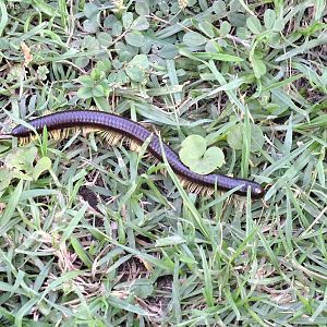 Millipede