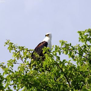 African Fishing Eagle