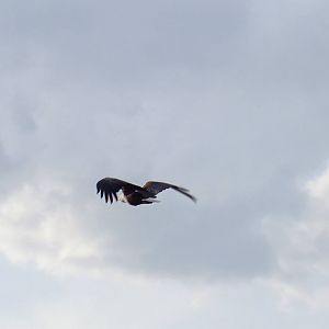 African Fishing Eagle in Flight