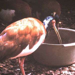 Madagascar crested ibisses