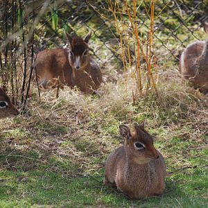Dik-dik herd