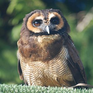 Brown wood owl