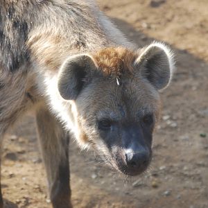 Kalabi the spotted hyena