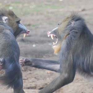 Mandrill ruckus