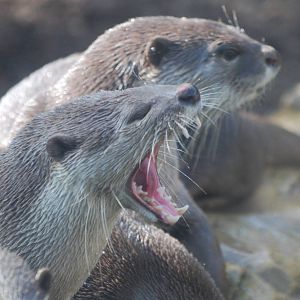 Smooth-coated otters