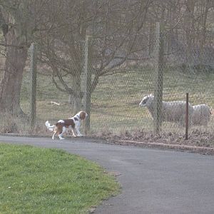 Stand off with a spaniel, 20th March 2015