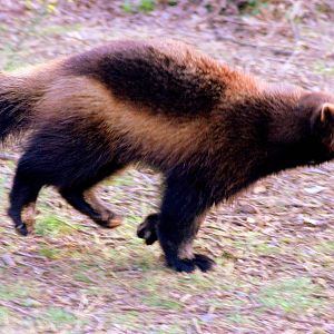 Wolverine; Whipsnade; 20th March 2015