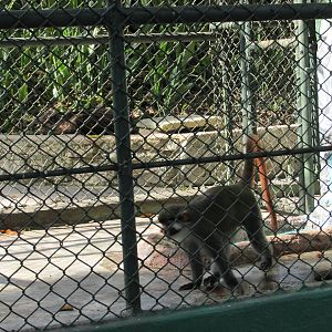 red eared guenon havana zoo