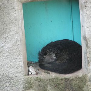 binturong havana zoo