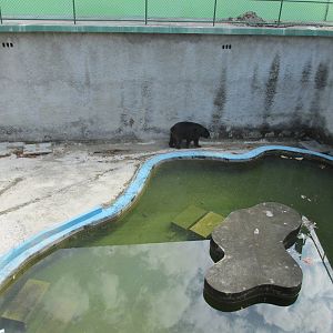 bear pit havana zoo