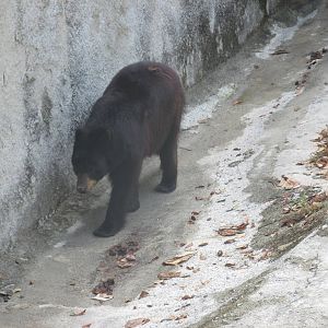 black bear havana zoo