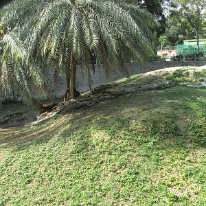 lion exhibit havana zoo