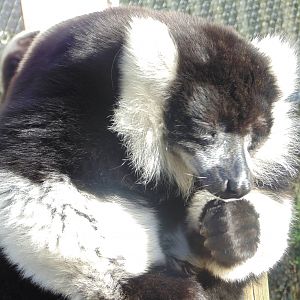 Black and White Ruffed Lemur