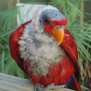 Red Lory