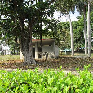 zebra exhibit havana zoo