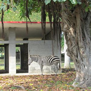 grant' zebra havana zoo