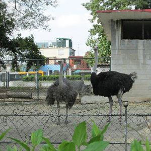 ostrich havana zoo