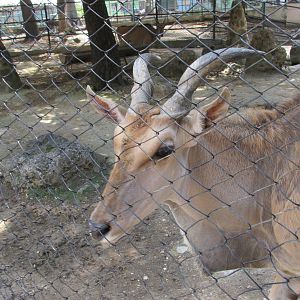 eland havana zoo