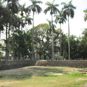 white rhino exhibit havana zoo