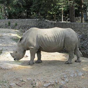 white rhinoceros Havana zoo