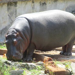 hippopotamus havana zoo
