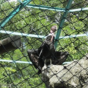 andean condor havana zoo