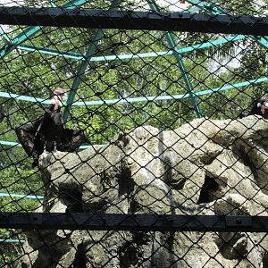 andean condor havana zoo