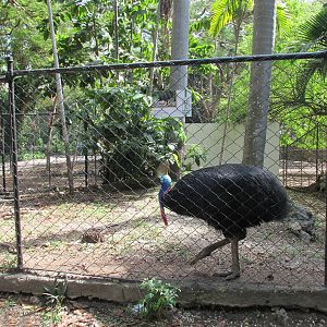 cassowary havana zoo