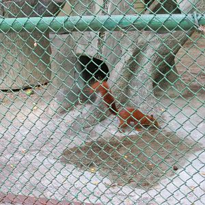 red tailed squirrel havana zoo
