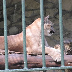puma havana zoo