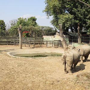 Indian Rhino Yard