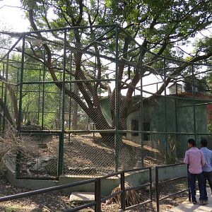 Leopard Exhibit