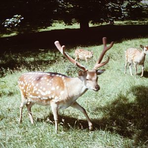Formosan Sika Deer, 1964