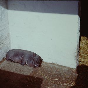 Vietnamese Pot-bellied Pig, 1964
