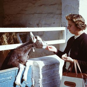 Meeting a goat, 1964