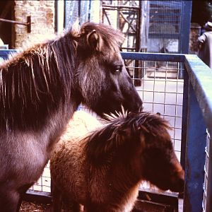 Ponies, 1964