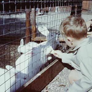 Feeding the rabbits, 1964
