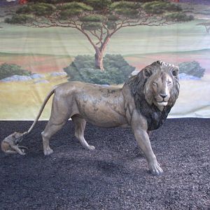 Lion Statue